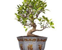 Tổng hợp các mẫu chậu bát giác trồng cây cảnh bonsai