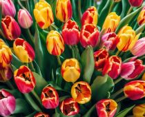 Hoa Tuplip Là Gì? Ý Nghĩa Và Hình Ảnh Hoa Tulip Tuyệt Đẹp