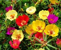 Sắc Màu Mỗi Bông Hoa: Khám Phá Các Loại Hoa Mười Giờ Đa Dạng
