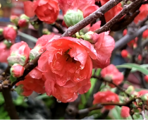 Hoa mai đỏ: bật mí ý nghĩa và cách chăm sóc loài hoa này