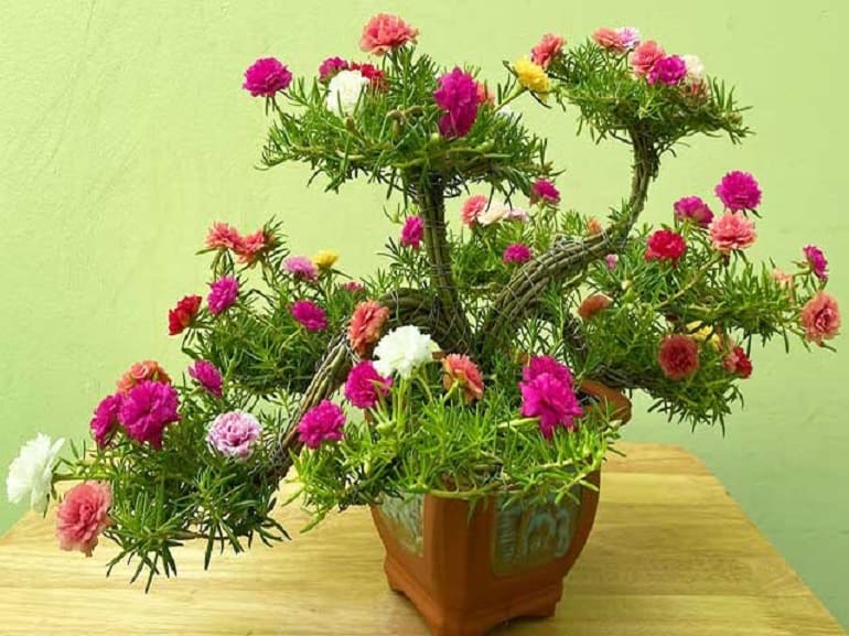 Hình dạng bonsai, thắt bính, cây dù cho hoa mười giờ