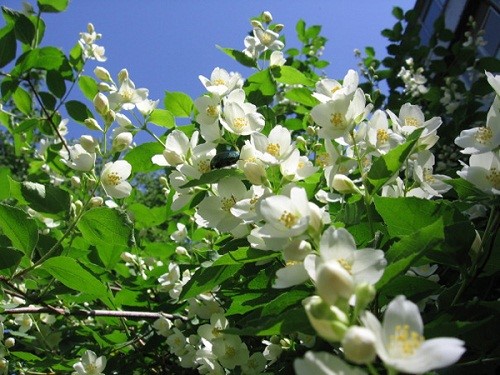 Hoa Nhài có màu trắng tinh khôi, nhỏ xinh, cánh hòa xòe như chiếc dù