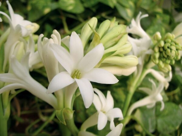 hoa huệ là loài hoa thân thảo tỏa hương thơm vào ban đêm