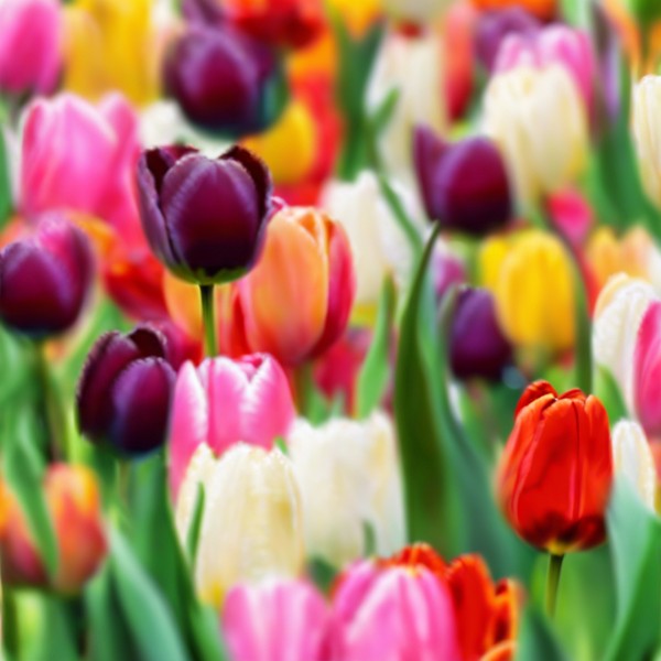Hoa tulip cảnh quan tự nhiên