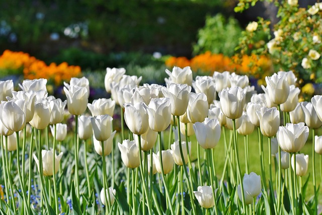 Hoa tulip trong công viên