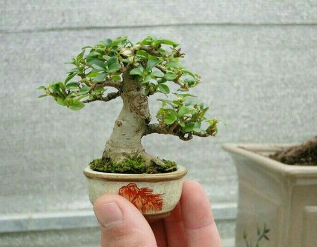 Shito bonsai