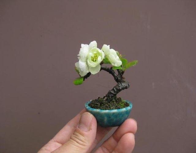 Kenshitsubo bonsai
