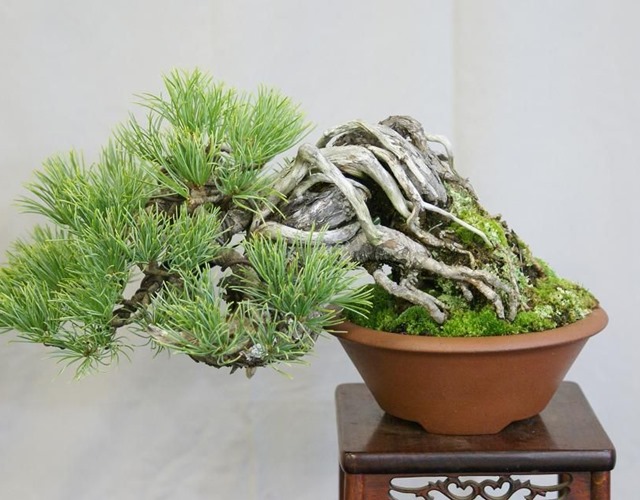 Komono bonsai