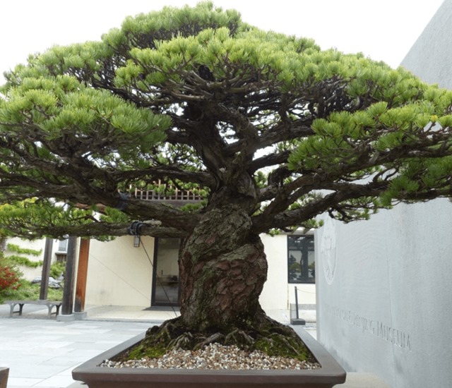 Imperial bonsai