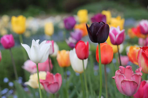 màu sắc của hoa tulip