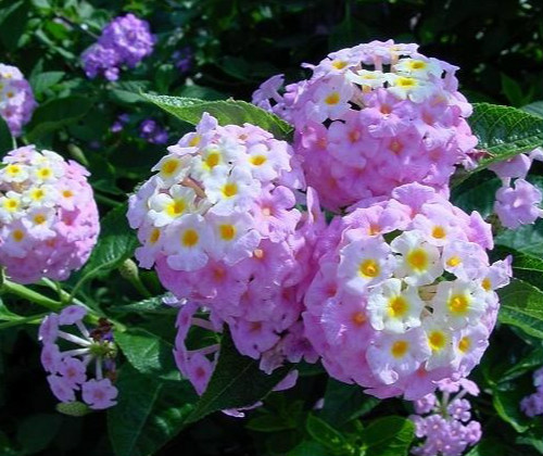 Cách trồng hoa ngũ sắc giúp nở đẹp quanh năm