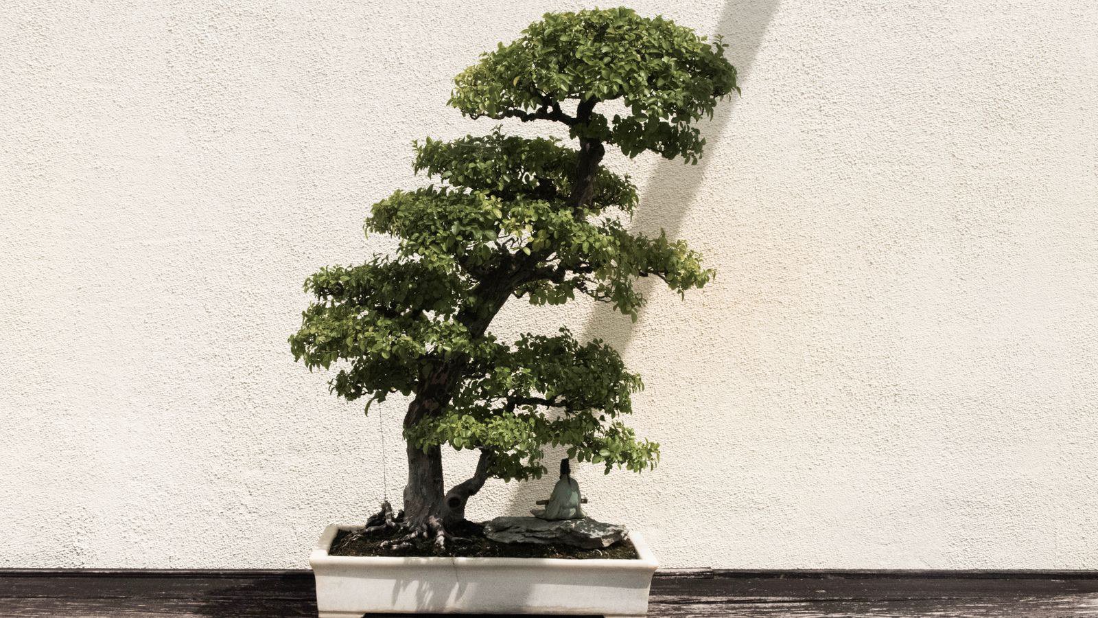 Gợi ý cây theo mệnh