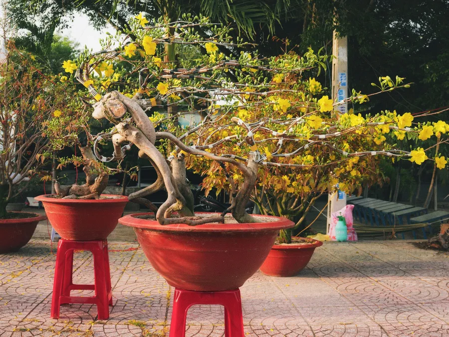 Cây mai trong chậu đỏ trên đôn
