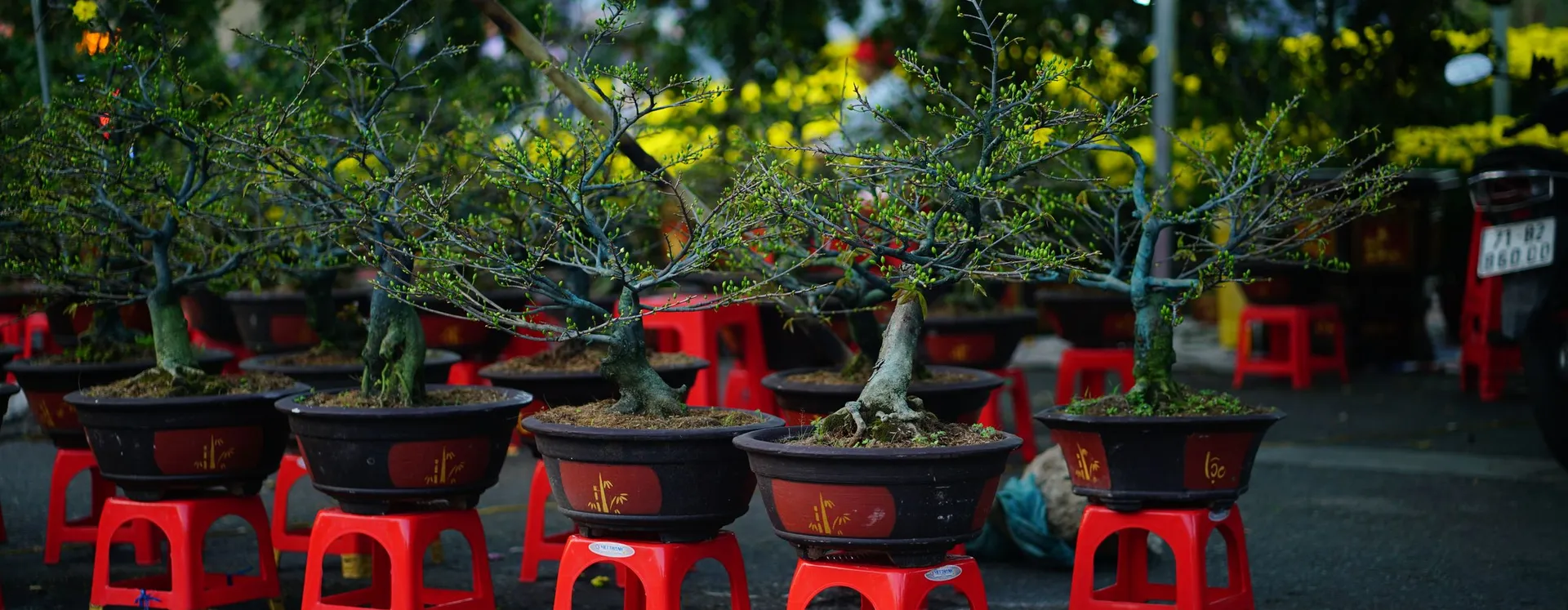 Cây thế đặt trên đôn ở chợ hoa Sài Gòn