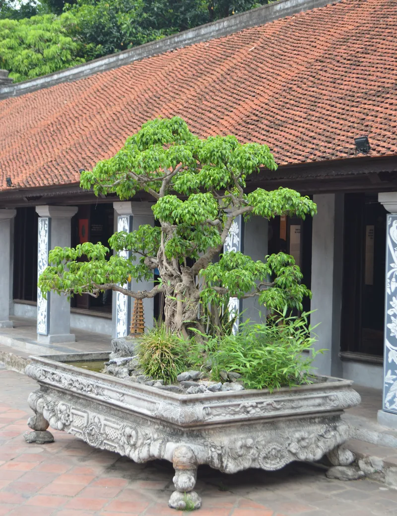 Cây thế trồng trong chậu bệ chạm ở sân nhà cổ