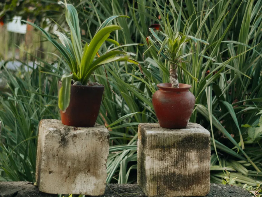 Chậu cây đặt trên khối bê tông