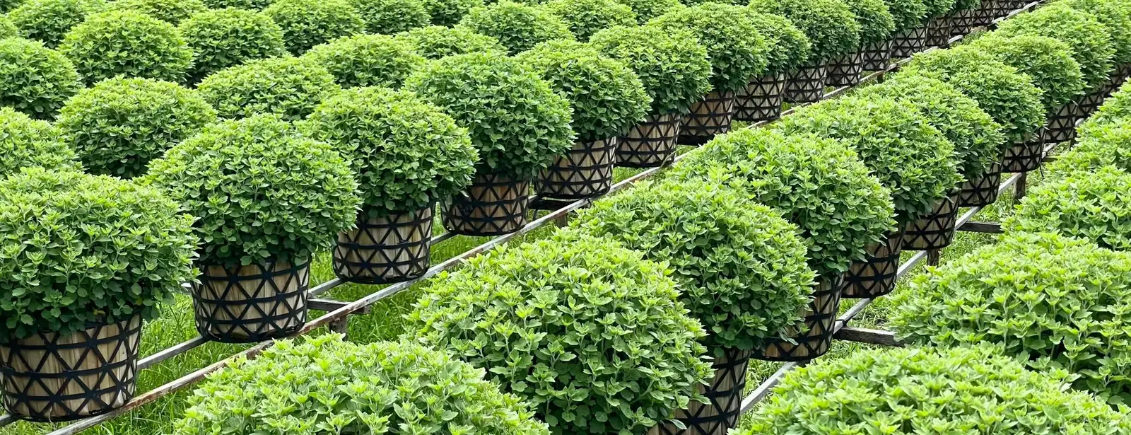 Những chậu cây xanh xếp hàng trong vườn