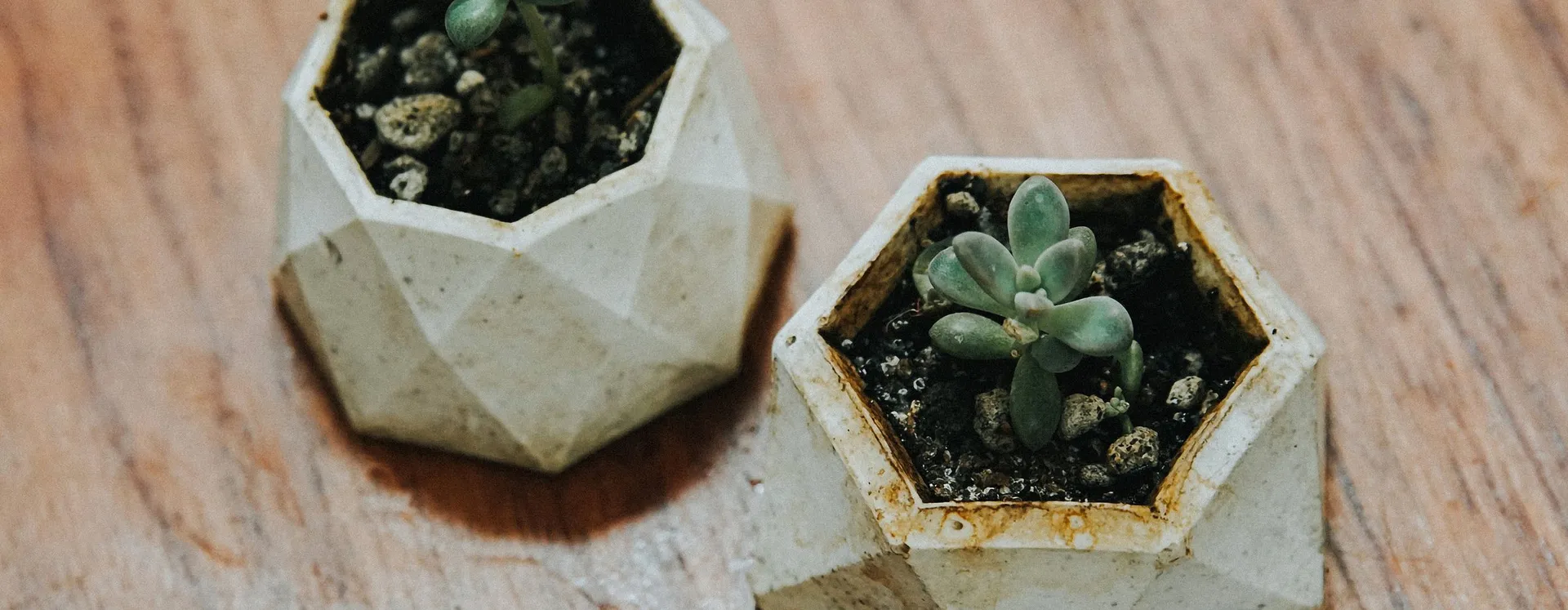 Chậu xi măng lục giác trên bàn gỗ