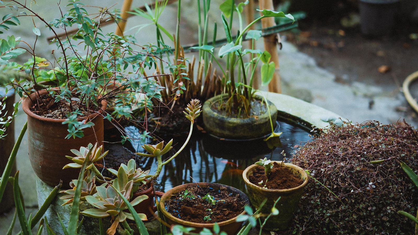 Chọn chậu trồng cây: cách chọn chậu cho từng loại cây