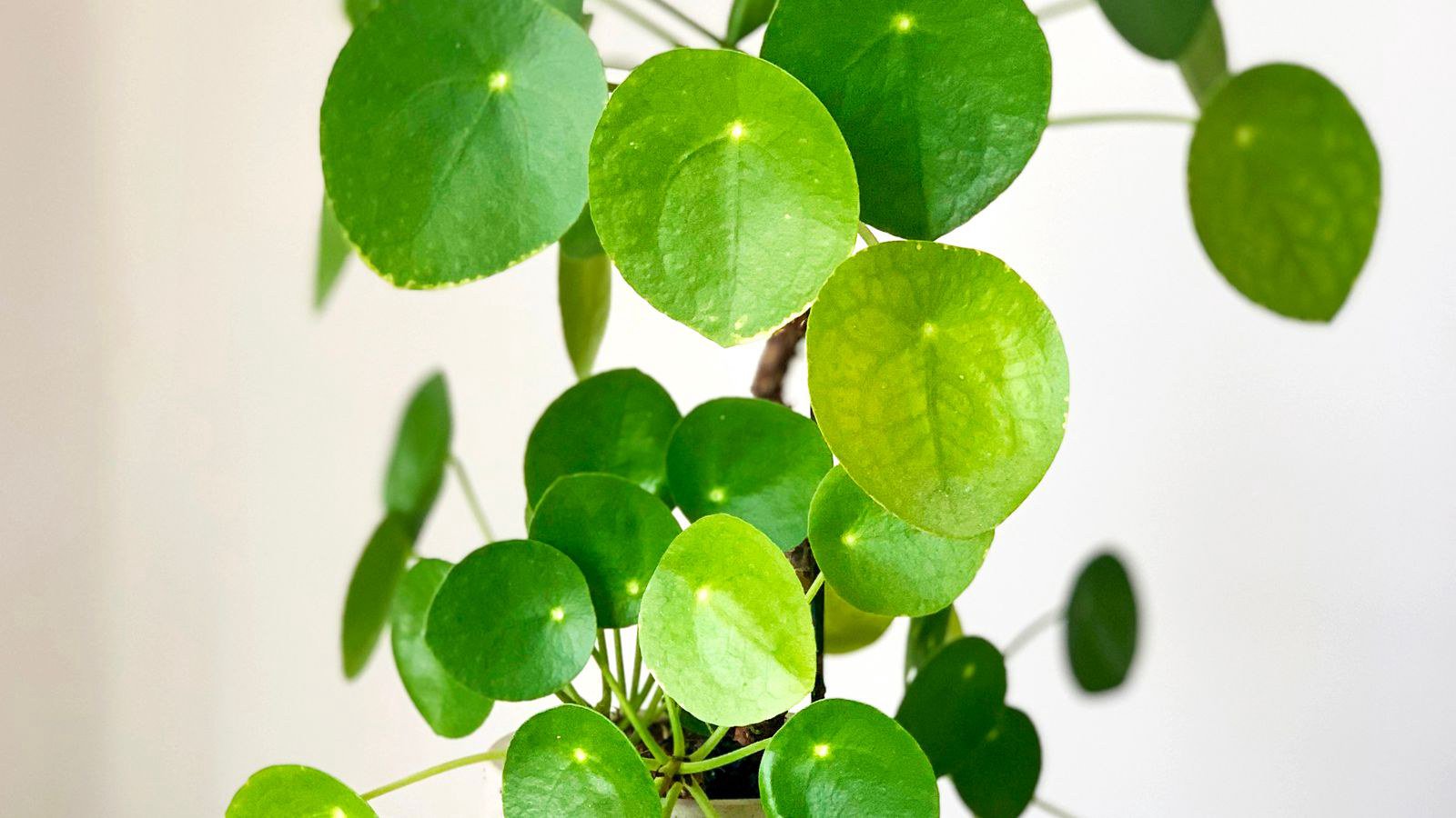 Chọn chậu trồng cây phổ biến: gợi ý cụ thể