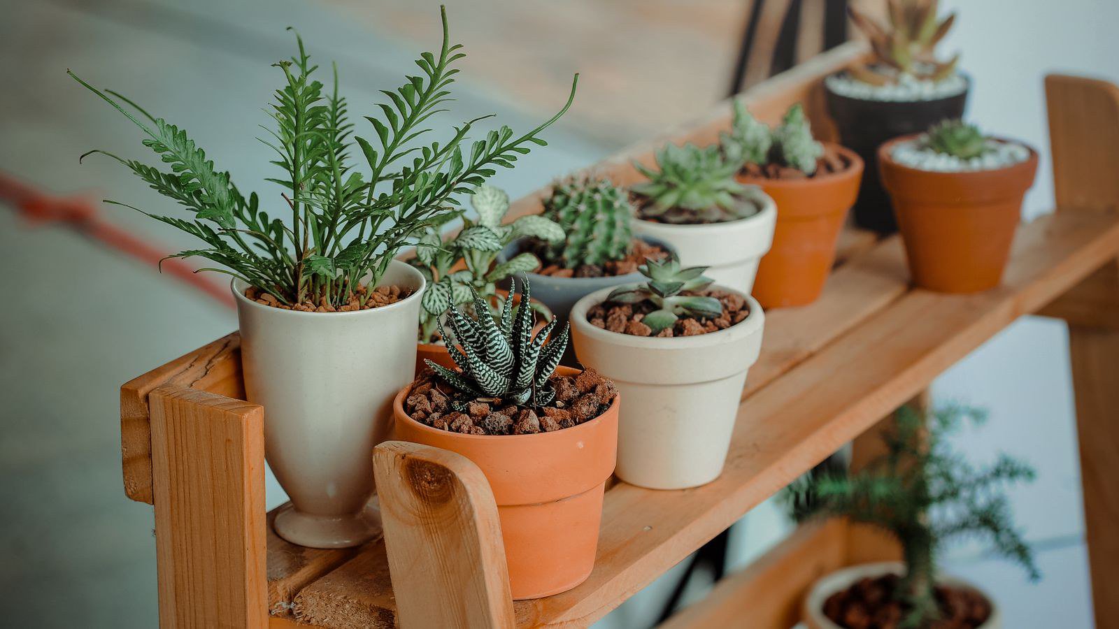 Cây cần rễ thoáng và cây cần giữ ẩm
