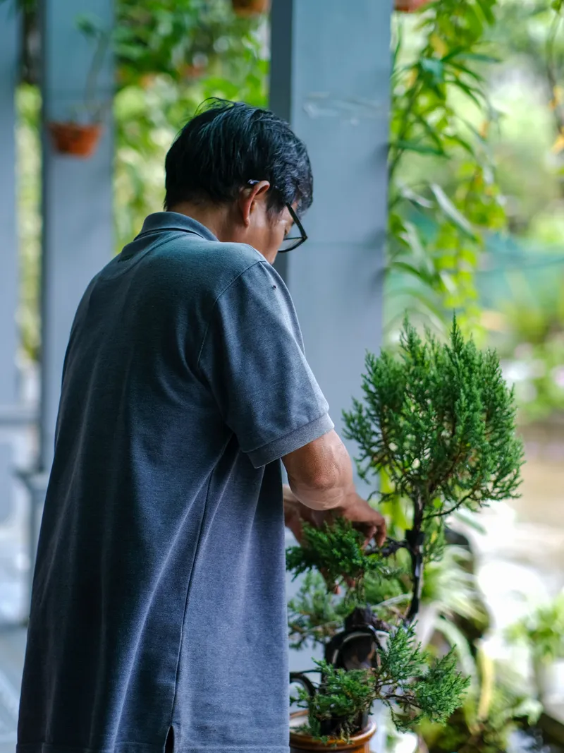 Người chăm cây thế trong vườn ở Huế