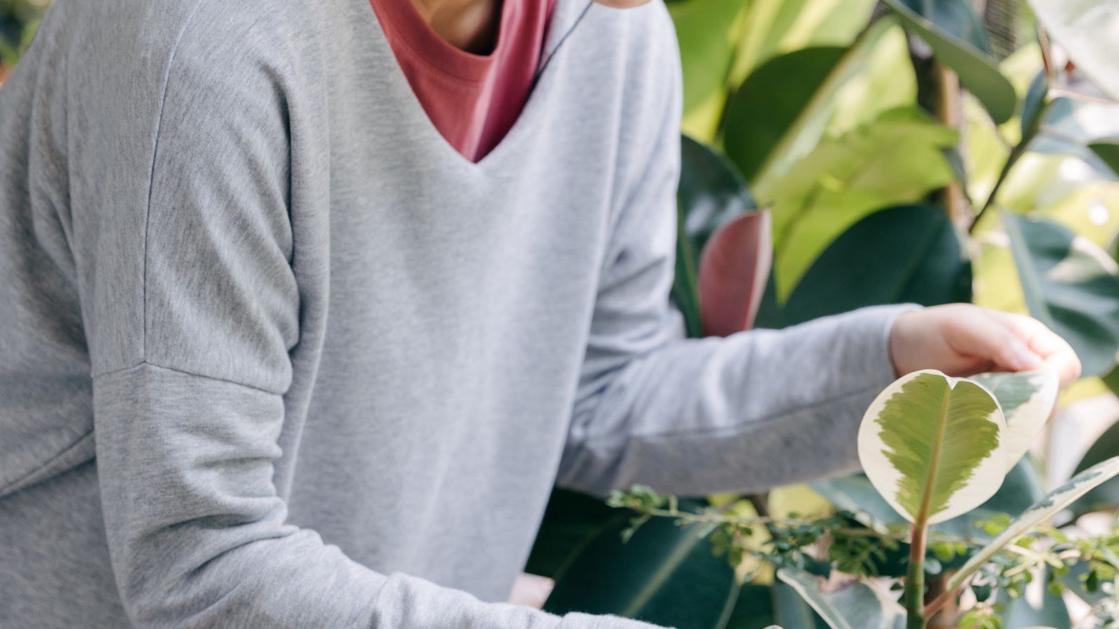 Nhận biết cây thiếu nước