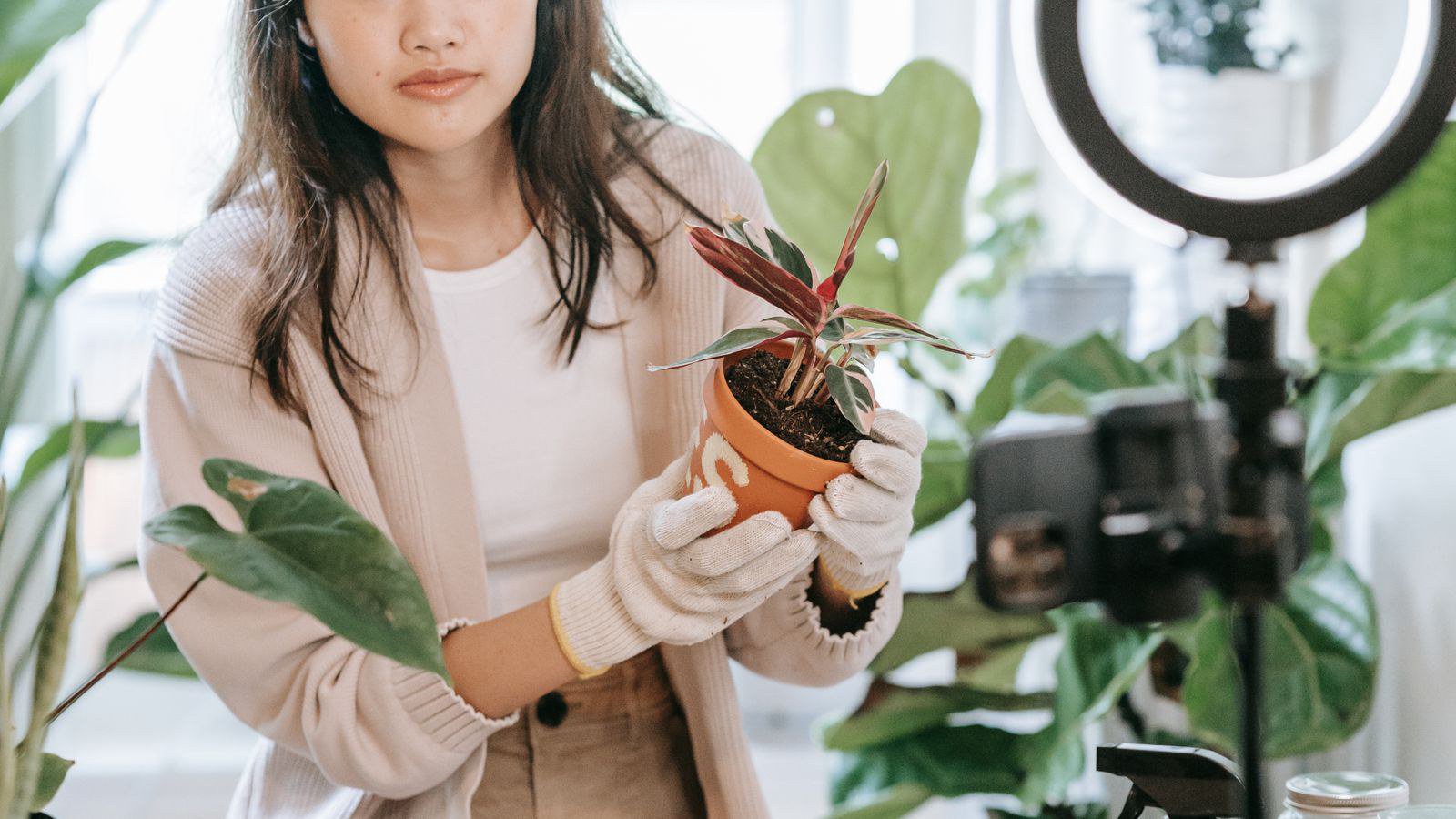 Tưới cây cảnh đúng cách: lịch tưới và bón theo mùa